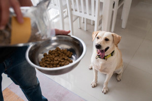 Pet Nutrition: Essential Principles & Practices