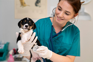 Veterinary Support Assistant Training