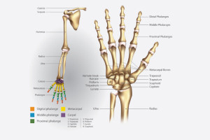 The Anatomy of Osteology (Bones) of Upper Limb