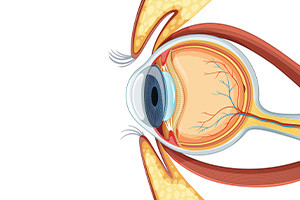 The Anatomy of the Eye and Related Structures
