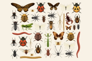 Introduzione all'Entomologia