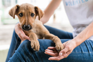 Comprehensive Guide to Dog Fostering
