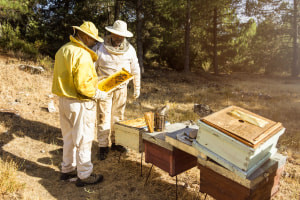 Teoria della Beekeeping