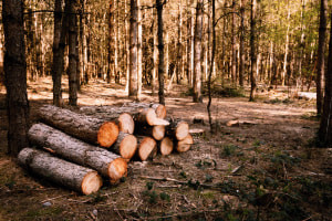 Basic Concepts of Forestry