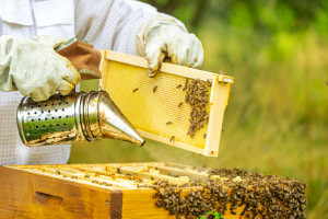 Beekeeping 101: Introdução à Apicultura