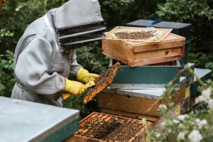 Apicultura 102: Equipamento de apicultura e Tipos de Hive