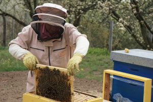Beekeeping 103: Adquirindo Sua Primeira Colmeia e Bees