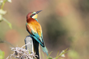 Introduction à l'ornithologie (étude des oiseaux)