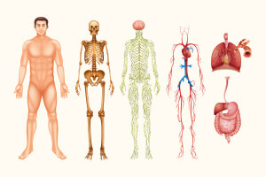 An Introduction to the Human Body