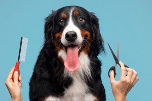 Diploma in Dog Grooming and Salon Management