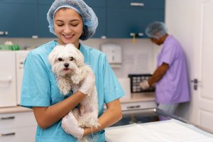 Diploma in Veterinary Assistant Care and Support