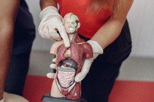 How the Human Body Works