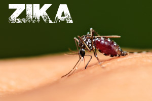 Learn all you need to know about the Zika virus 