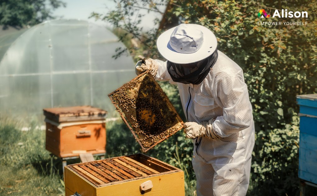 Free Beekeeping Courses Boost Pollinator Protection and Biodiversity