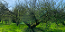 Large image