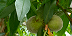 Large image